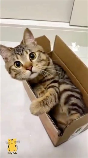 Funny Cat & Cute Kittens537😻 #shorts #kucing #kucinglucu #funny #pet #cat #foryou #viral #viralvideo