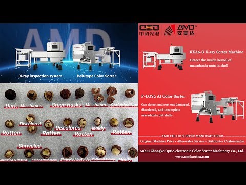 AMD X-ray/Color Sorter Machine for Macadamia Nuts Detecting and Sorting