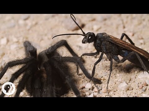 Tarantulas Take Hooking Up To The Next Level | Deep Look