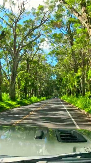 You Have to See This Kauai Tree Tunnel! 🌿