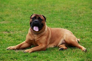 Bullmastiff vs Rottweiler: Key Differences Explained
