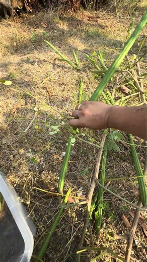 Tatu does zero work but takes full credit just by showing up and being extra cute on camera 😂 #dog