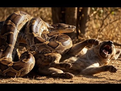 Swamp Showdown: Giant Python vs Hyena Pack