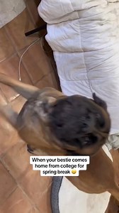 1.3K views · 22 reactions | When your bestie comes home from college for spring break part 1 | bowserthemastiff | Facebook