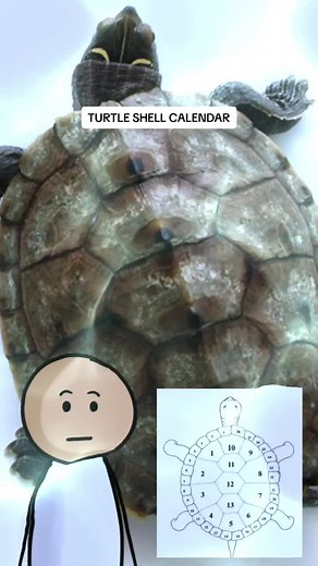 Turtle Shell Calendar #turtle #shell #calendar #ancient #culture #cycle #spirituality #spiritualtiktok #fyp