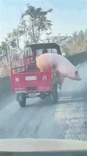 Pig Falls Off Tricycle, Rolls on Road