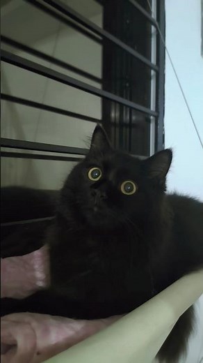 how to grow your eyes