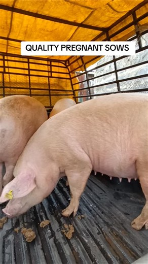 Today’s Delivery 🚚🐷 We successfully delivered pregnant sows to one of our farmers! 💪 This is why it’s important to get your breeding stock from a reputable farm that prioritizes: ✅ Healthy and disease-free pigs ✅ Proper vaccination and deworming programs ✅ Good genetics for faster growth and better litter size ✅ Well-fed and well-managed animals When you start with quality breeding stock, you set your farm up for success from day one! 🌱 At our farm, we ensure every pig meets these standards 