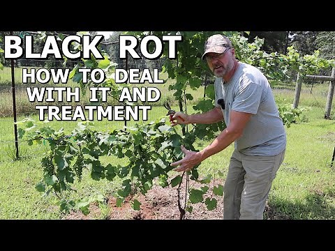 Grape Vine Black Rot fungal disease and treatment