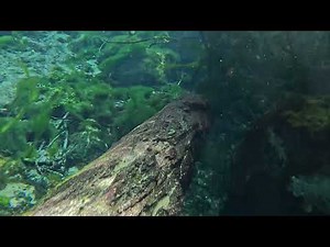 Discover Fanning Springs State Park | Florida’s Hidden Spring on the Suwannee River