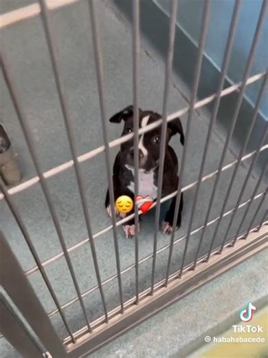 # adoption is so important abused dogs shut down # all they want is someone to love them # everything dog's