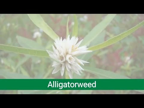 Aquatic Invasive Species Spotlight: Alligatorweed