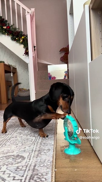 A cute lil dog toy 🥹 #unboxing #christmas #adventcalendar #sausagedog #dogsoftiktok
