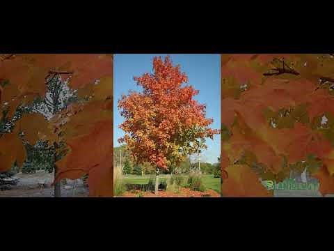 Fall Fiesta Sugar Maple