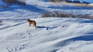 2.6K views · 65 reactions | A nationally-protected Class II red fox...