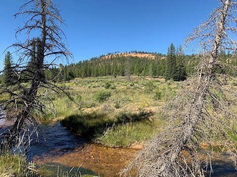 Fly Fishing the East Fork of the Sevier River, Late Summer