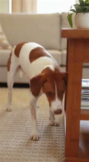 Dog Can’t Find the Sound 😂 Cutest Head Tilt Ever #tranding #viral #funny #fypシ #fypシ゚viral