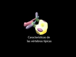 Anatomía de columna vertebral en 3D: Características, articulaciones y ligamentos