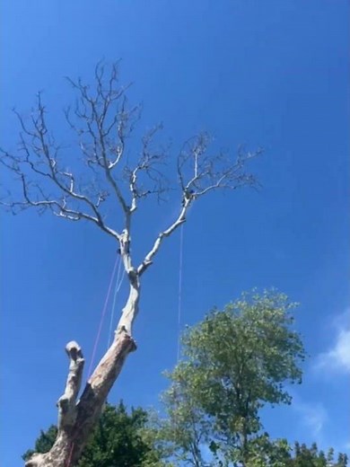 Tree Removal near me. Bucks county Tree Service. Tree Removal near Warminster PA.