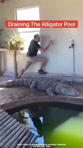 This Crocodile Listens to Its Owner 😲🐊 | Amazing Animal Bond #Shorts