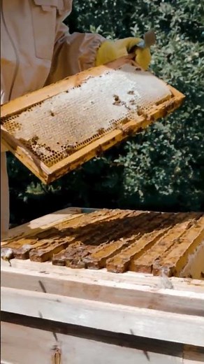 How To Start Beekeeping - Learn | Grow | Harvest