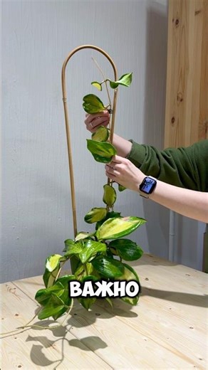 Hoya Merrillii variegated #hoyamerrilliivariegated#hoya #hoyaplant #хойя