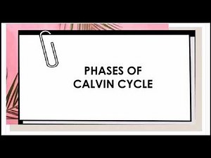 DIY Biology Video: Understanding the Calvin Cycle
