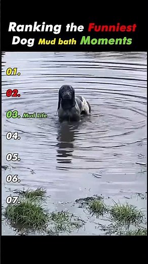 Funniest Dog Mud bath Moments Ranked! part 2 😴🤣 #dogs #funny