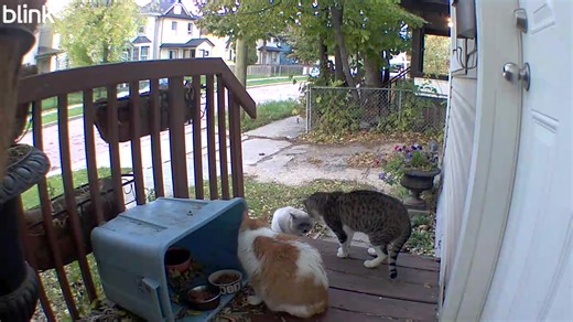 Busy morning on my front step. I worried about a fight, so I popped out and gave each a pile of Temptations. Violence averted! :) | Feral Friends Sanctuary
