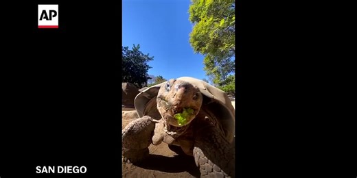 Gramma the Galapagos tortoise, oldest resident of San Diego Zoo, dies at about 141