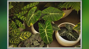 Philodendron Care: A Complete Guide