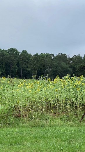 Olivia Glass (@olivia__glass13)’s videos with som original - gusta