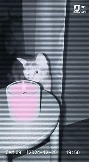 Cat Prevents Christmas Fire by Tipping Over Candle | Night Vision CCTV 🐾🕯️ #Shorts