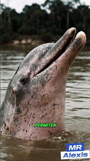 El Delfín Rosado: El Misterioso Habitante del Amazonas 🌸