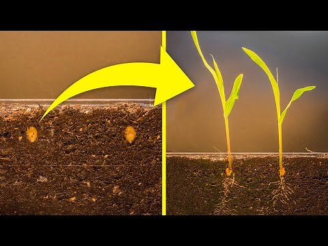 Growing CORN Time Lapse - 6 days