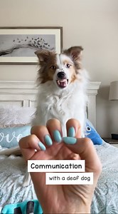 Several people asked how I taught BB to snarl on cue on this video. https://fb.watch/g2OGkM6KJC/ So here's another video on that. Her snarl wasn’t taught, but captured and reinforced. She used to snarl and growl “unexpectedly”. In her complex mind, something was wrong, and she felt the need to defend herself. After capturing her snarl and rewarding the behavior, she learned to snap out of her defensive mode. Teaching her tricks really saved her. Her case is unique and not as straightforward as m