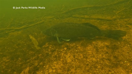 Zander go much darker when in spawning colours and the male will guard the nest area until the eggs hatch. | Jack Perks Wildlife Media