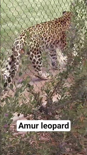 Amur Leopard