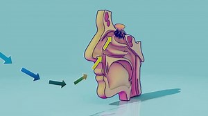 Conceptual 3d Animation Nose Anatomy Stock Footage Video (100% Royalty-free) 3815352387 | Shutterstock