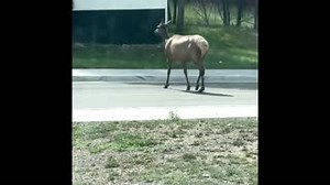 Ruidoso, Wildlife Paradise: Slow Down 🙏🏼 #wildlife #slow #elk #dontfeedthebears | Animal Village N.M.