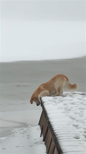 CHILI | GOLDEN RETRIEVER on Instagram: "he somehow gets more dramatic as the day goes on 😅 Chili is OBSESSED with the muskrat that lives under the dock and he always knows when he’s under there. so the entire day is spent looking for it 🥲 #goldenretriever #dogsofinstagram #vlog"