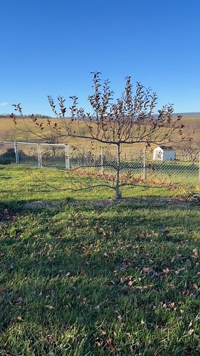 5 comments | It’s taken a good amount of work to make an espalier fruit tree fence. Keeping these trees under 6ft makes it worlds easier to trim. And will be easier to harvest fruit when they’re strong enough. 10/10 would recommend. #espalier #gardening #bernesemountaindog #treetrimming #fruittrees #fruittreefence | Anika Whittier Fine art | Facebook