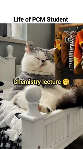 Life of PCM Student #cat #cute