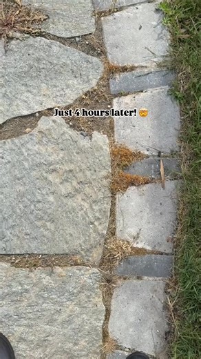 Natural weed killer! And it actually works you guys!! ✅ What you need: a gallon of white vinegar, 1 cup of salt, & a tablespoon of dawn dish soap Please note this can kill plants and grass as well! I use this in gravel areas, mulch, anywhere I don’t want anything growing at all I also find this works best for maintenance or upkeep on weeds rather than areas of the yard that are just completely overgrown. | Gather at the Booth's