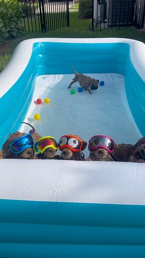 3.1M views · 103K reactions | Puppy pool day! Introducing puppies to the water early on is a great way to desensitize them AND maximize serotonin. #goldendoodle #puppies #poolparty #doodlepuppy | Brodie That Dood | Facebook