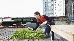 All you need to know about urban farming