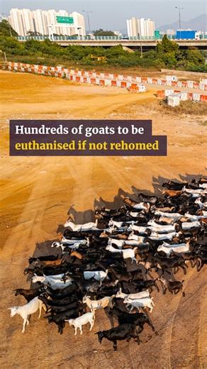 South China Morning Post on Instagram: "Hundreds of goats could be culled amid eviction in Hong Kong’s Hung Shui Kiu."
