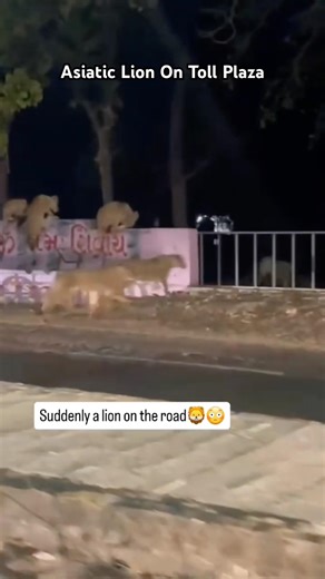 Asiatic Lion Family | Gir Village Life | Human Conflict | Human Vs Lion | Age Pura Video Dekhe .