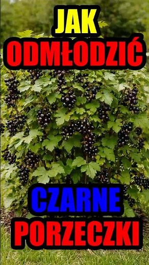 Jak przycinać porzeczki czarne wiosenne odmładzanie stare krzaki #porzeczki #ogród #ogródek