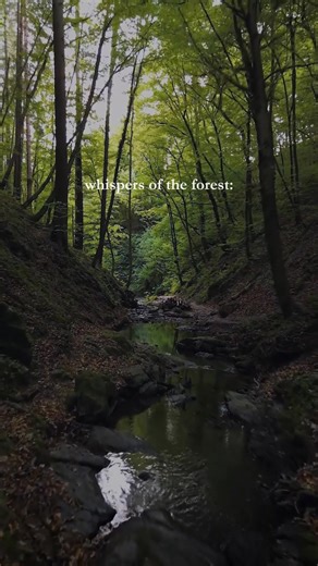 let the calming sounds wash over you 🍃 #naturetherapy #pnw #hiking #optoutside #naturewalk #forestbathing #redwoods #forest #mushroomhunting #raintherapy | Thank Your Garden